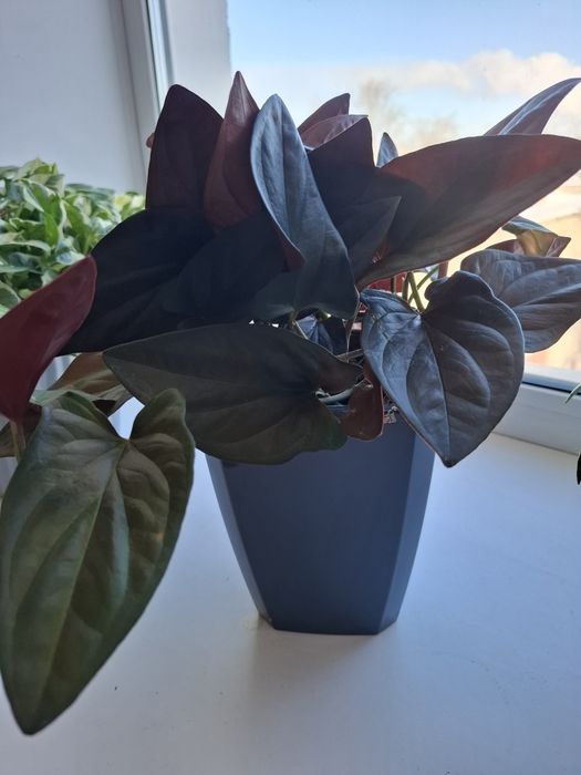 Эпипремиум,  монстера, хойя, мята