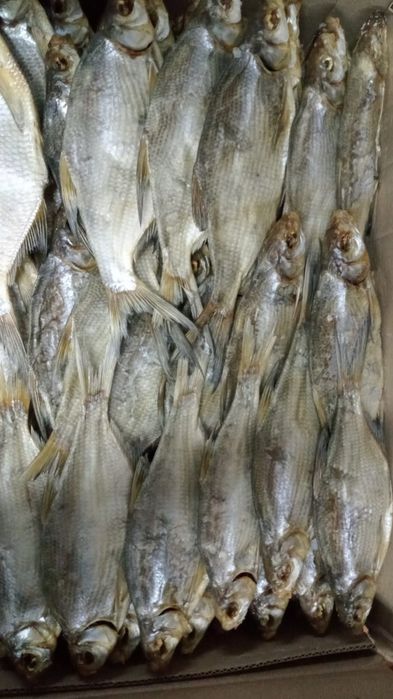 Вобла вяленая лещ