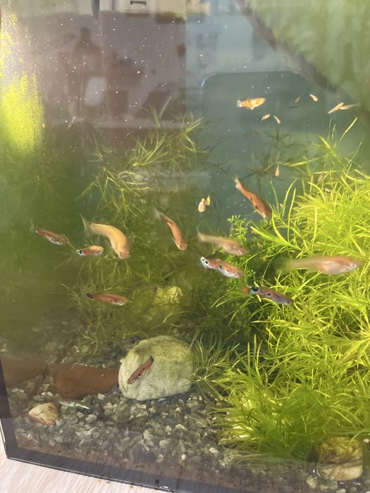 Аквариум вместе с рыбками