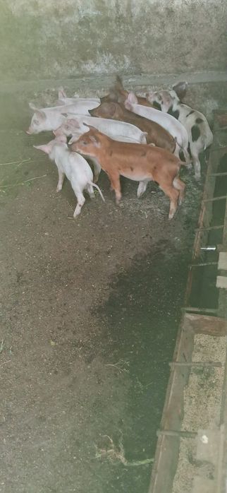Продаются поросята