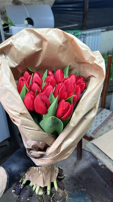 Голландские тюльпаны оптом