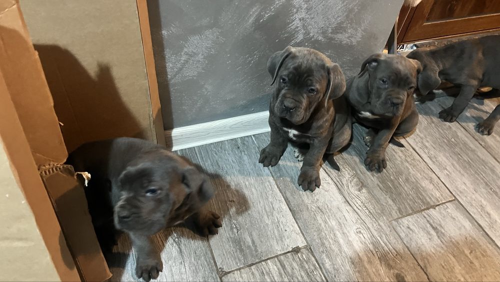 Кане Корсо Cane Corso is  an italiano breed mastiff