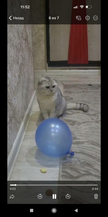 Qoni toza zotdor mushuk ŏğilbola,qizmushuklarni taklifqilamiz