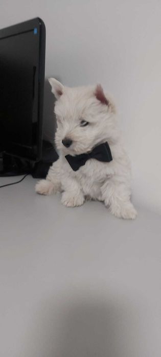 Westie , West Highland White Terrier