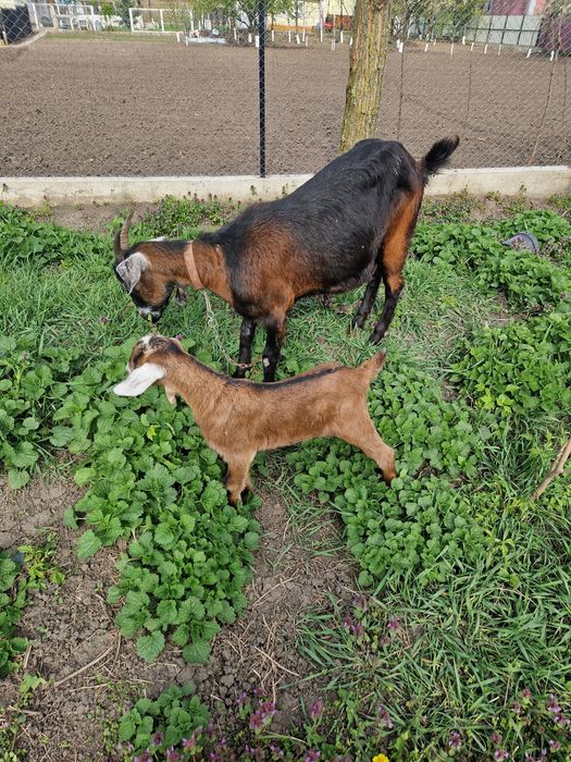 Capră tânără rasa anglo-nubian+ un ieduț