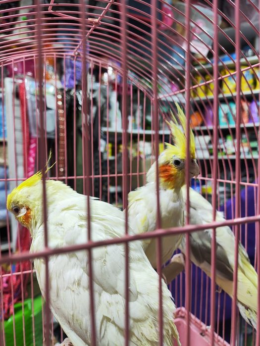 В продаже кареллы