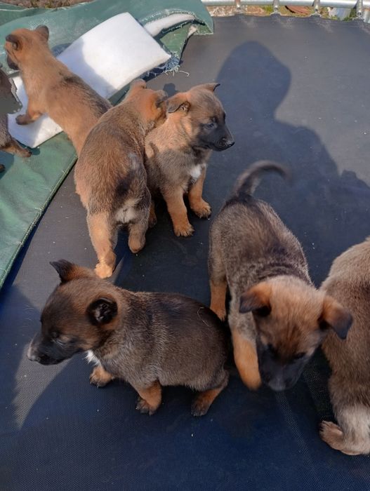 Белгийски овчарки