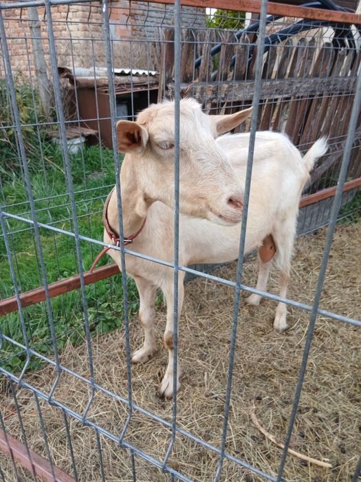 Vând capre bune de rase