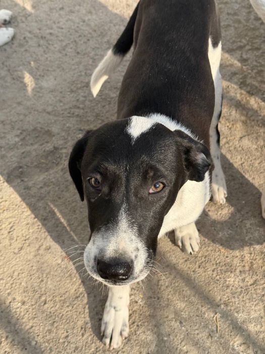 Отдам в хорошие руки