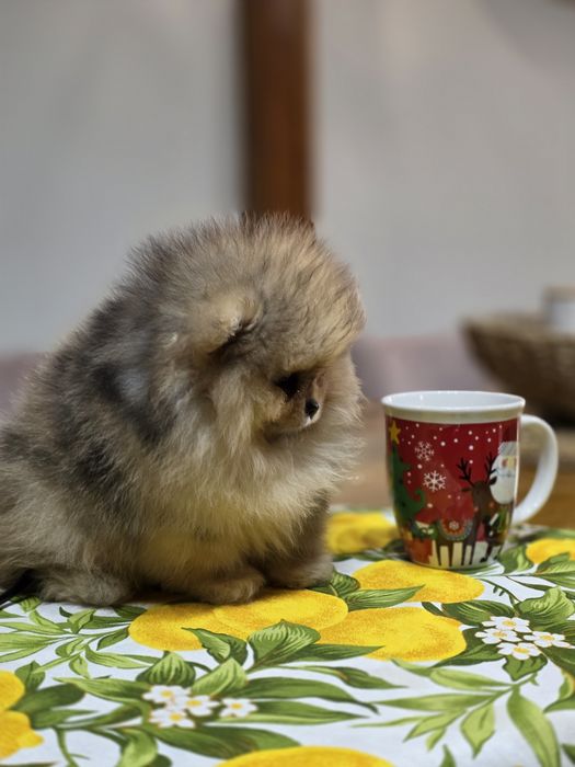 Померанче,мини момченце шоко тан мерле с необходимите ваксини !