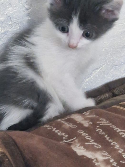 Отдам красивых котят