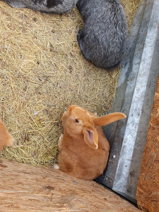 Породистые кролики