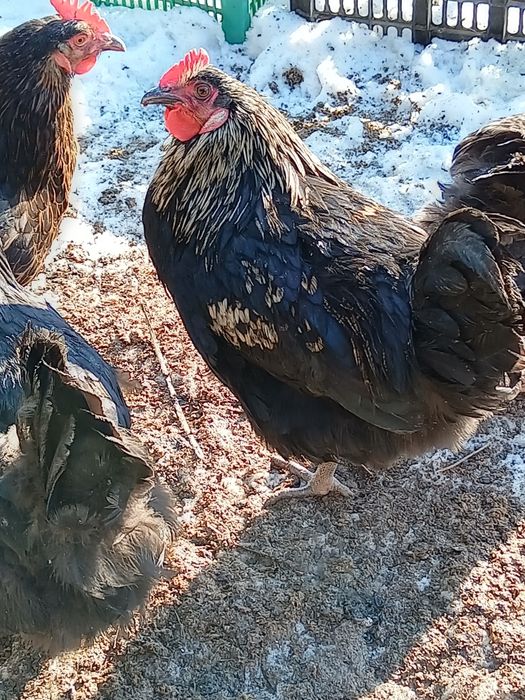 Продам молодова петушка