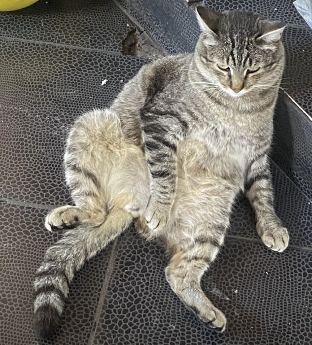Котики в добрый дом