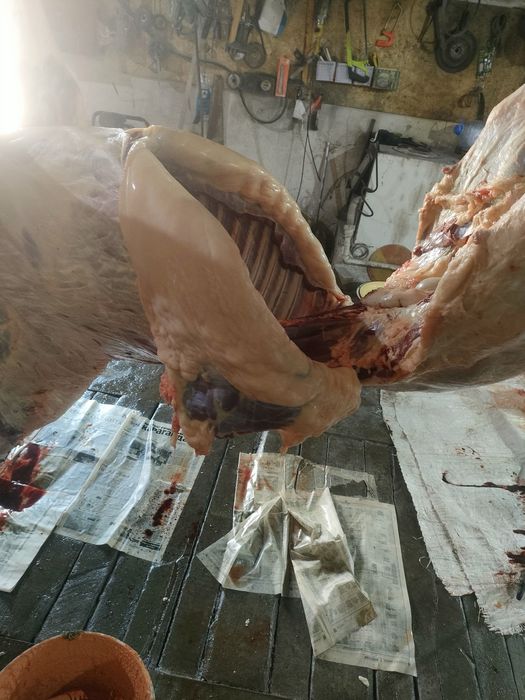 Откорм тай байтал