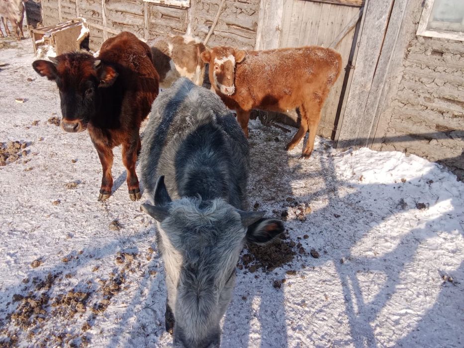 Годовалые телята