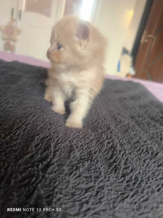 Pui British Longhair - Cinnamon