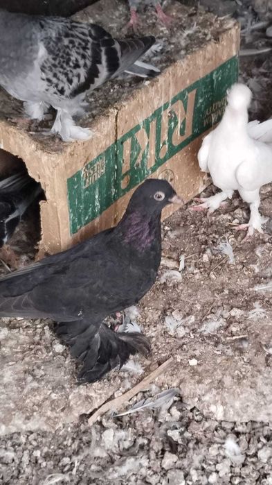 продам голубей пароды Жуки