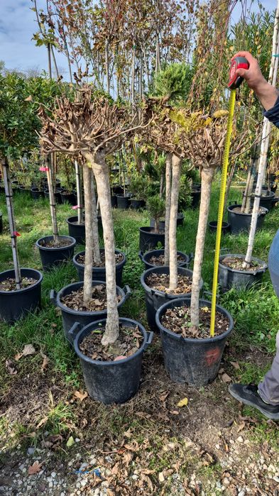 Platan   catalpa globular mesteacan  tei