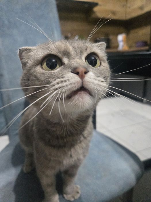 Отдам в хорошие руки кошечку