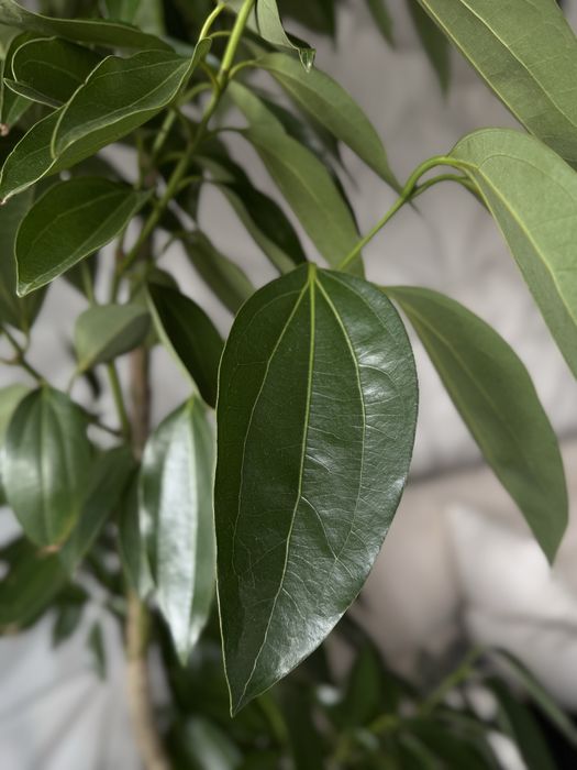 Корица дерево экзот