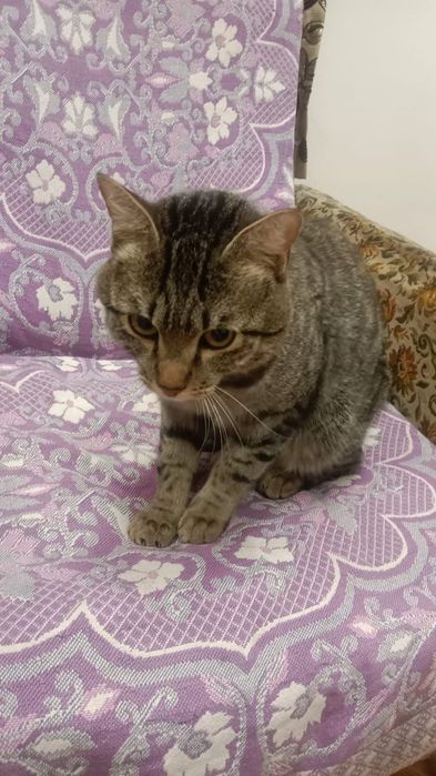 Отдадим даром котика!