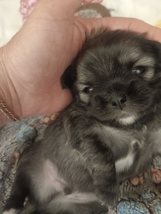 Щеночек чихуахуа