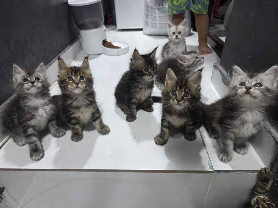 Puiuti de Maine Coon cu Pedigree