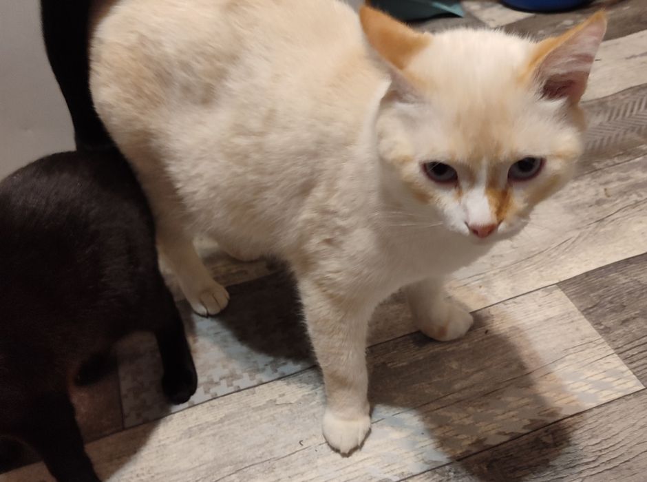 Отдам кота в добрые руки