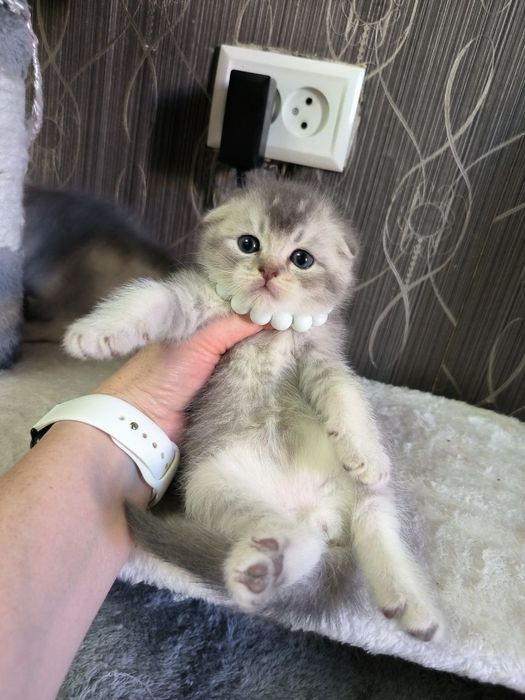 Прекрасные игривые котята