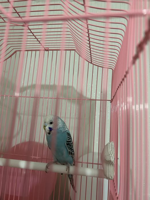 Попугай , продам с клеткой