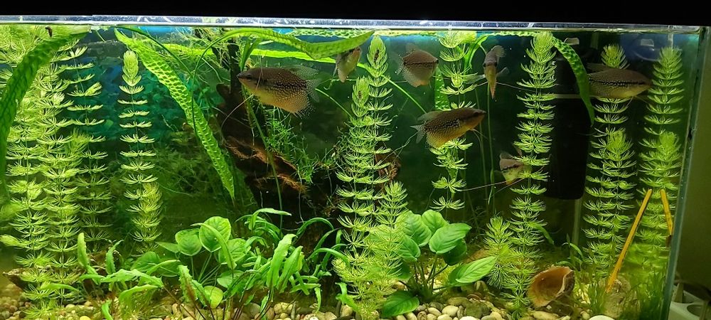 Продам аквариумных рыб