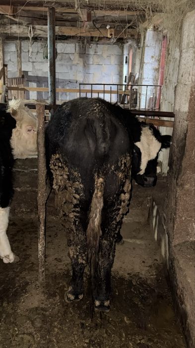 Бычок 1 жастан асқан