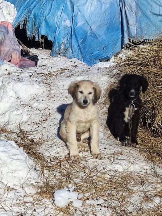 Чистокровные ТАЗЫ!