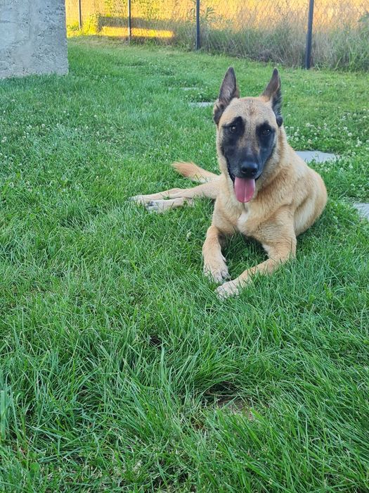 Ciobanesc Belgian Malinois