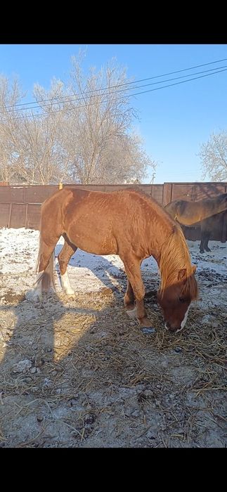 Продам жеребец 7 лет