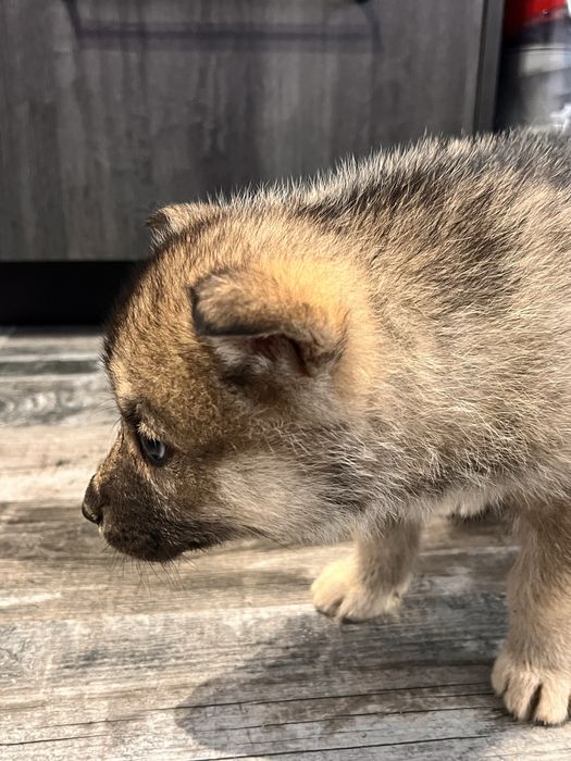 Catei Lup Cehoslovac cu Husky.  Nu trimit in tara!!