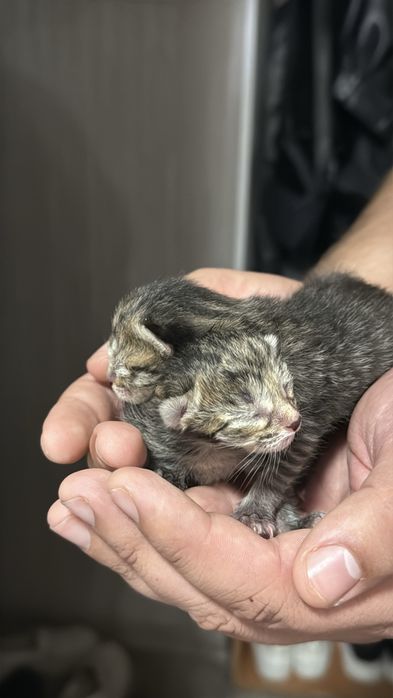 Котята бесплатно