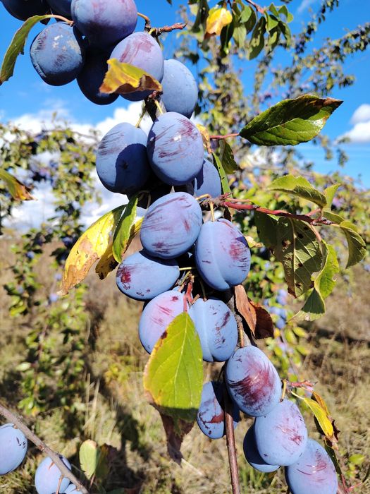 Prune pentru dulceață,gem,magiun, marmeladă,uscat, țuică