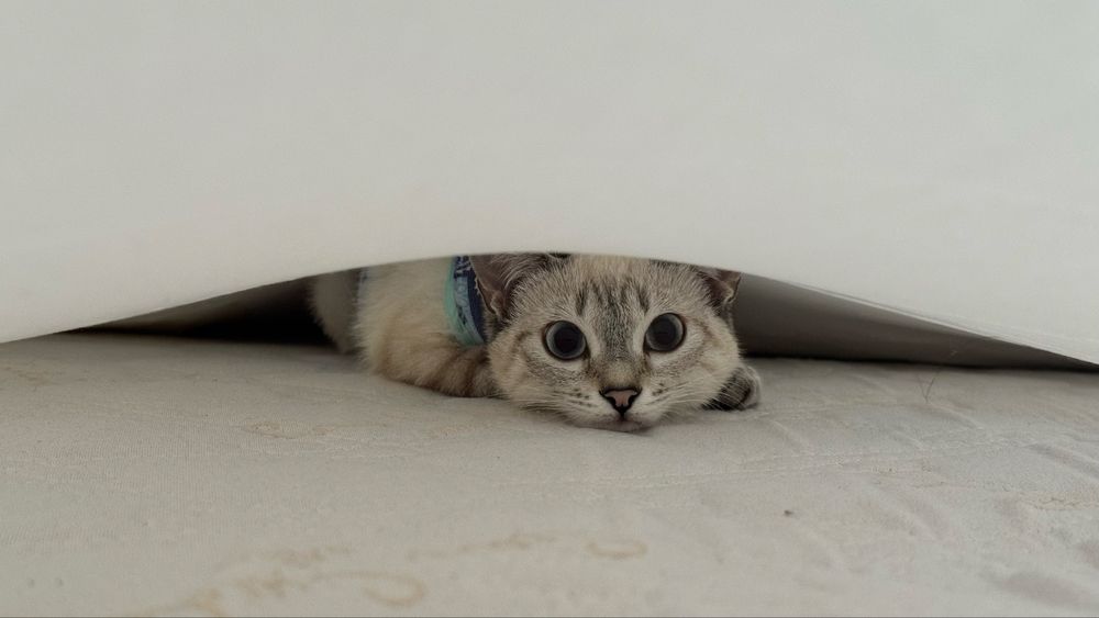 Отдам котенка с приданным