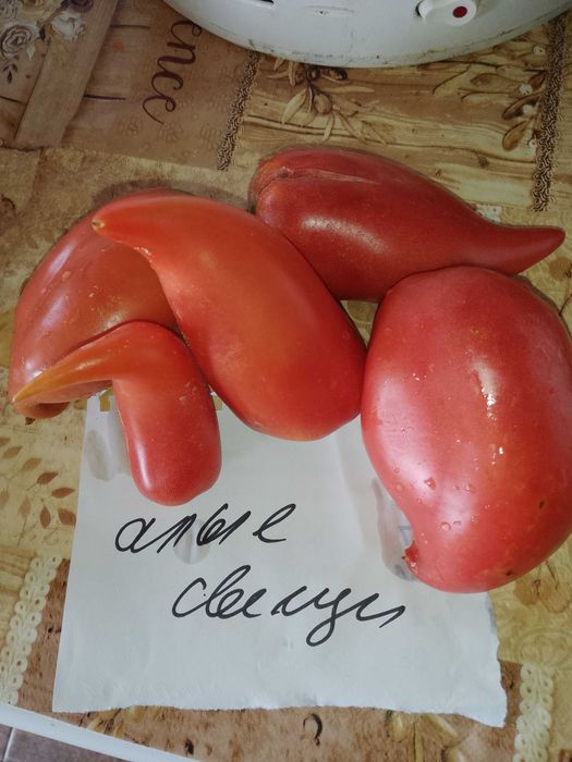 Семена за домати и други зеленчуци