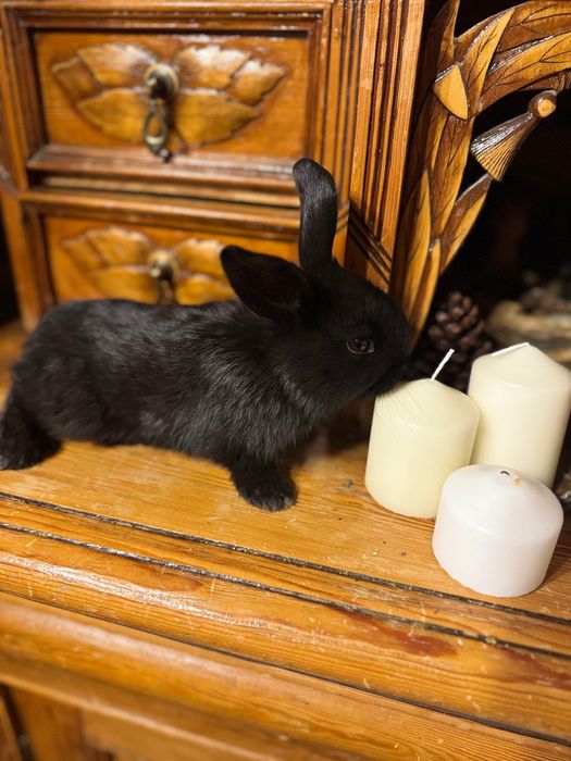 Продаются Кролики