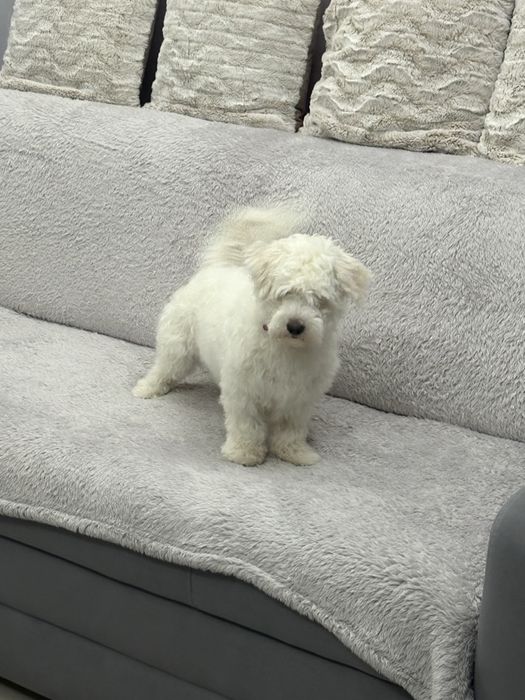 Bichon fetița maltez pedigree 6-7luni