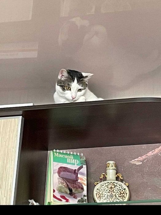 Нужен дом для кошки