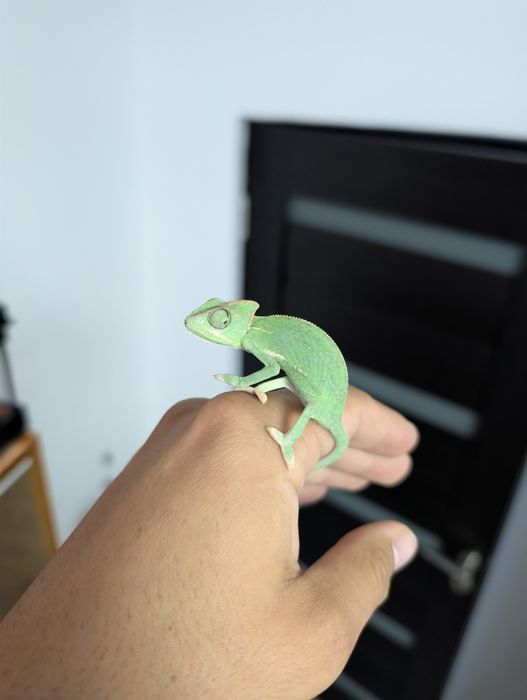 Cameleon (Veiled Chameleon)