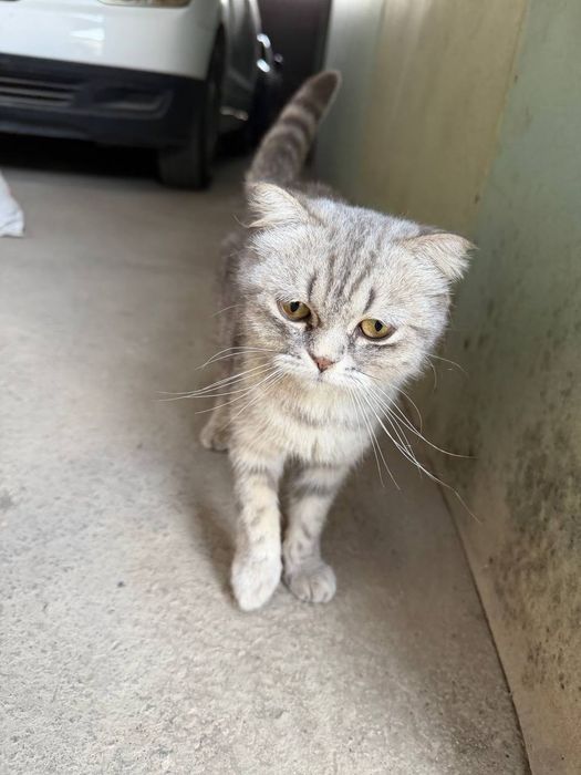 Шотландская домашняя кошка