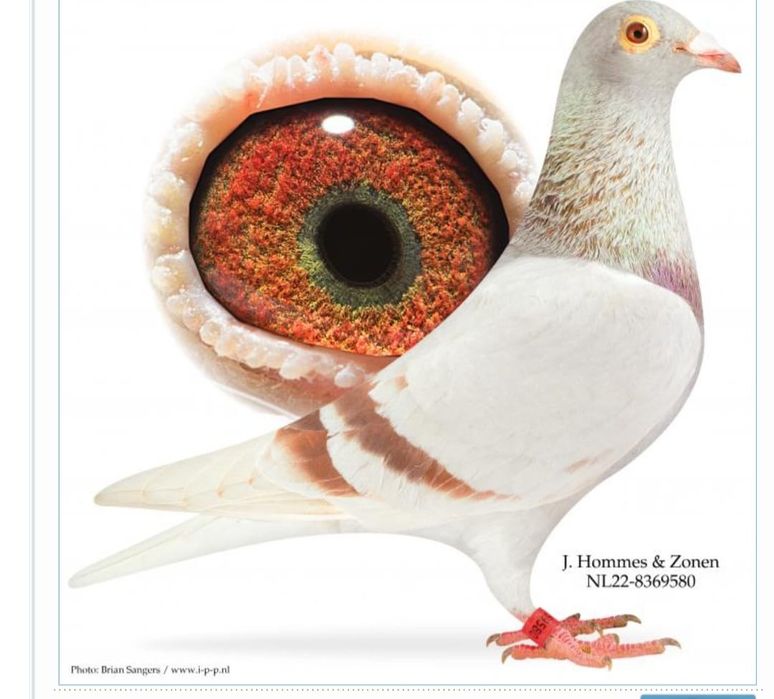 Porumbei de vanzare cu pedigree