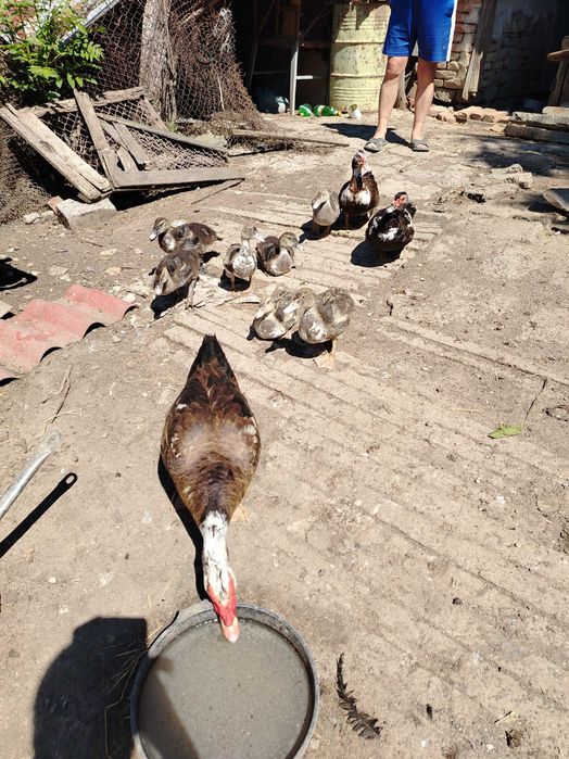 Мускусни патици за продан