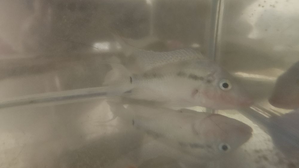 Рыбка цихлидаааа