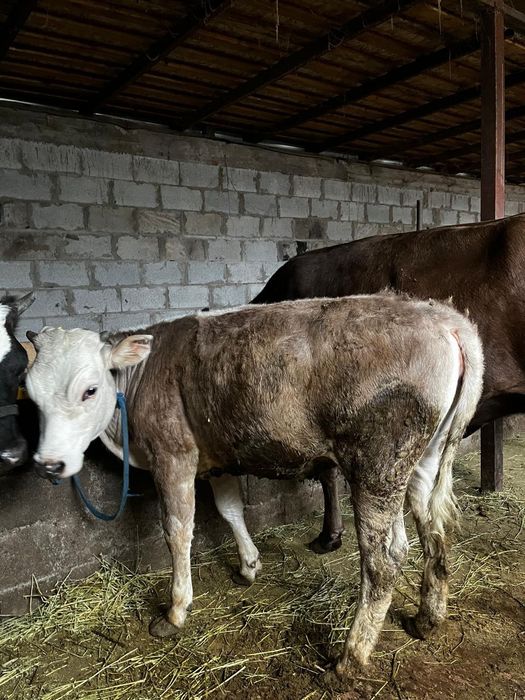 Продам, Сатам  2 бұзау сатылады